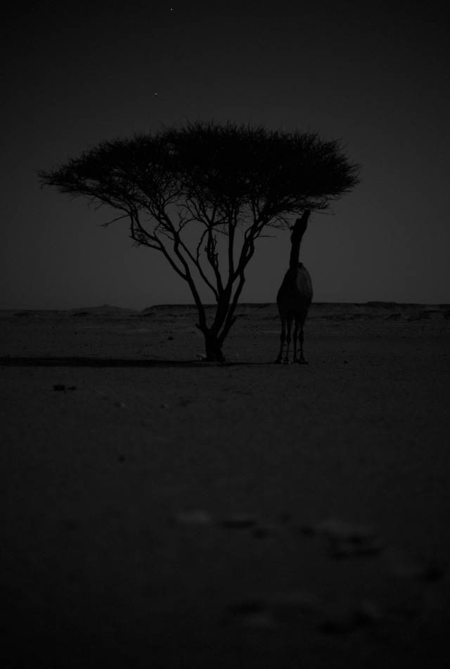 Camel by tree in moonlight. Leica M Monochrom