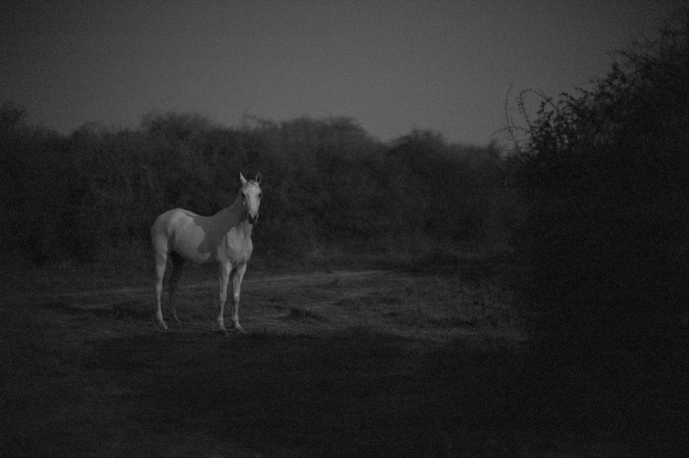 Horse by moonlight in Qatar, January 27, 2013. © Thorsten Overgaard. Leica M Monochrom with Leica 50mm Noctilux-M ASPH f/0.95. 6400 ISO.