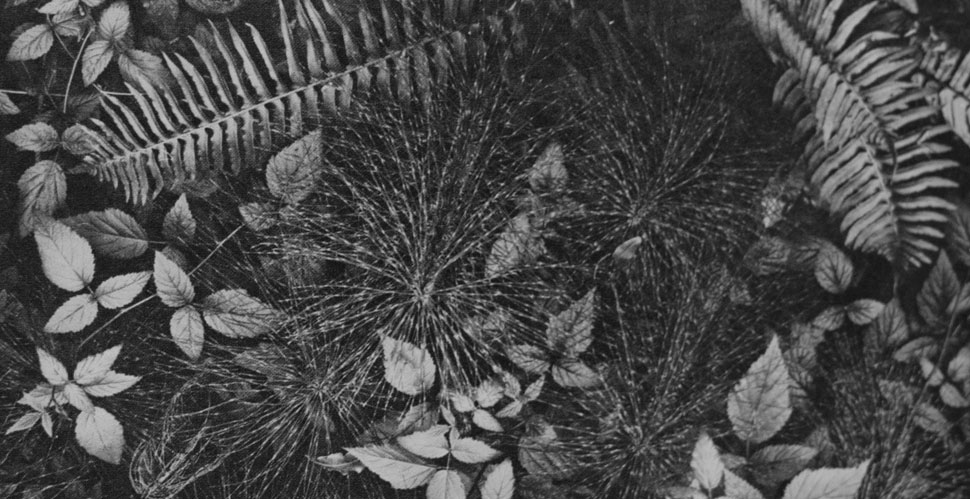 Ansel Adams: Leaves. "The camera reveals the pattern of nature." 4x5 Corona view camera, Goerz Dagor 4 1/2-in. lens, 1 second, f/4.5, Eastman super-sensitive panchromatic film.