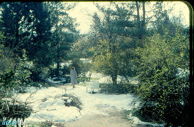 The park of Villa Nøjsomheden, 1958. 