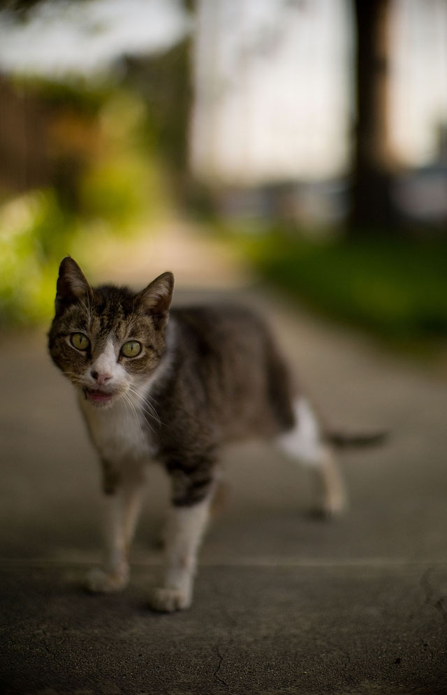 Dangerous animal in Los Angeles. Leica M9 with Leica 50mm Noctilux-M f/1.0