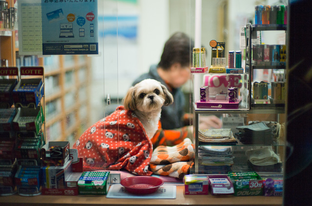 A dog helping running the cigaret store in Kyoto in the evening. Leica M 240 with Leica 50mm Noctilux-M ASPH f/0.95.