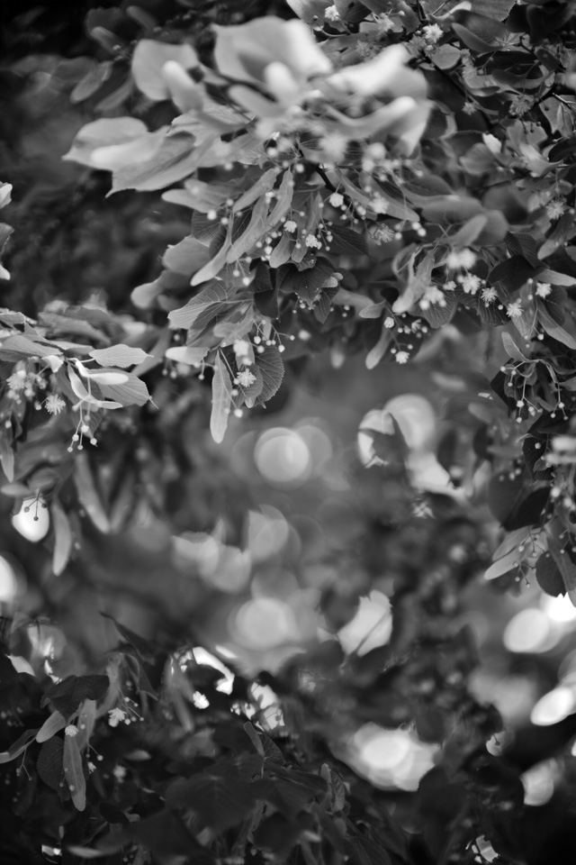 Bokeh and monochrome tones. Leica M 246 with Leica 50mm Noctilux-M ASPH f/0.95. © Thorsten Overgaard. 