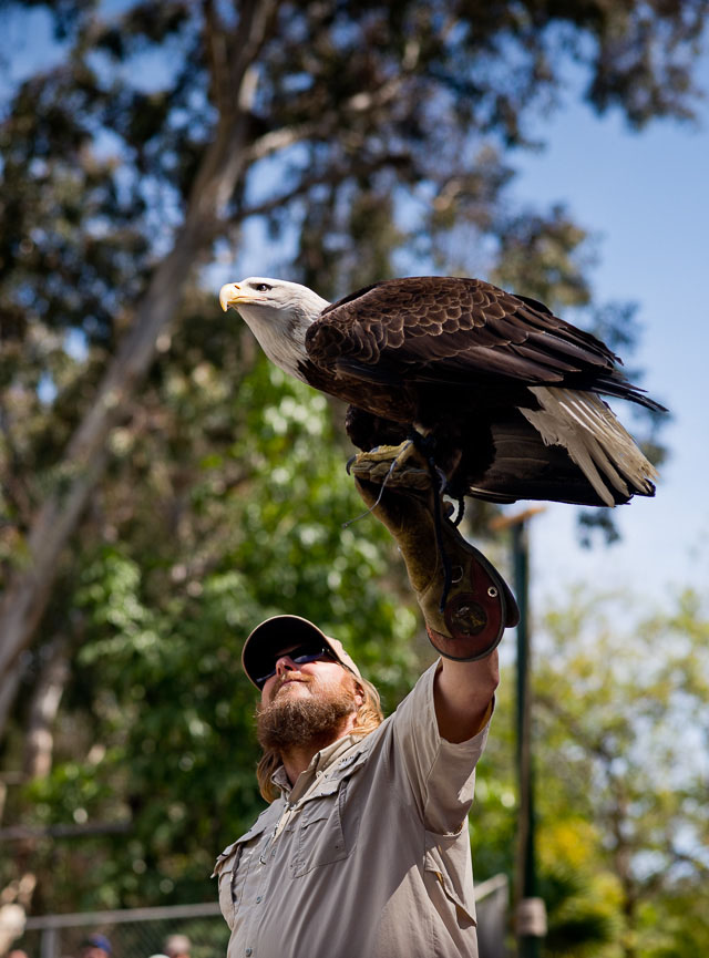 Bird show at Glendale ZOO, Los Angeles. Leica M 240 with Leica 90mm APO-Summicron-M ASPH f/2.0. © 2016 Thorsten Overgaard. 