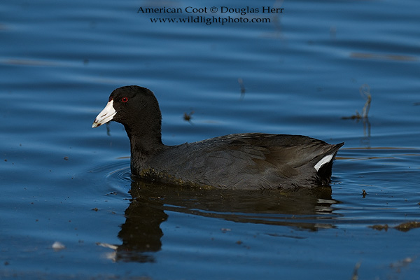 American Coot, Colusa National Wildlife Refuge (full detail in blacks and no highlight clipping with full sunlight, a first for this bird!). Leica SL 601. 400 ISO. © 2016 Douglas Herr.