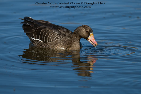 Greater White-fronted Goose, Colusa National Wildlife Refuge. Leica SL 601. 400 ISO. © 2016 Douglas Herr.