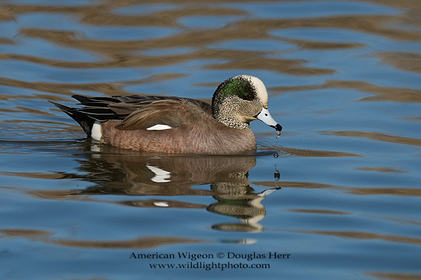 American Wigeon, Colusa National Wildlife Refuge. Leica SL 601. 400 ISO. © 2016 Douglas Herr.