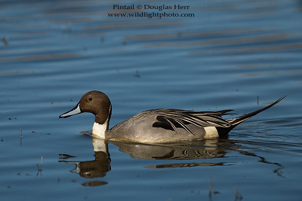 Pintail, Colusa National Wildlife Refuge. Leica SL 601. 400 ISO. © 2016 Douglas Herr.
