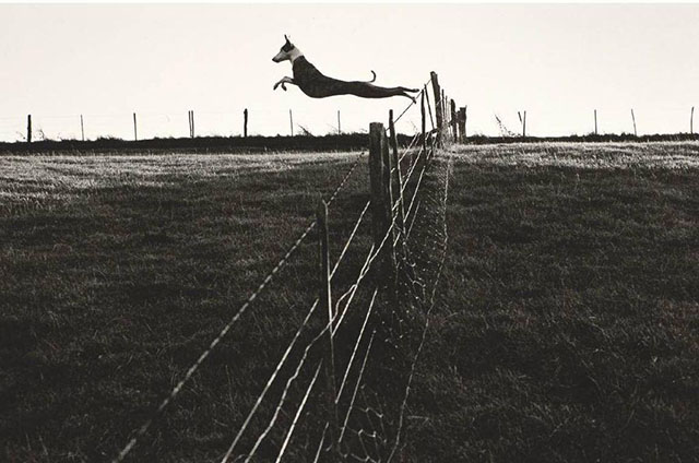 Fay Godwin, Leaping Lurcher, 1972. Via the British Library.