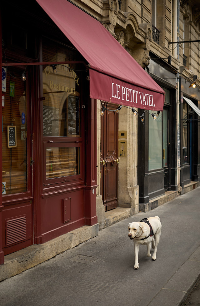 Taking a walk in Paris. "When the crowd is headed in the wrong direction, walk alone." as Matshona Dhliwayo said and what this labrador seems to think. © Thorsten Overgaard.