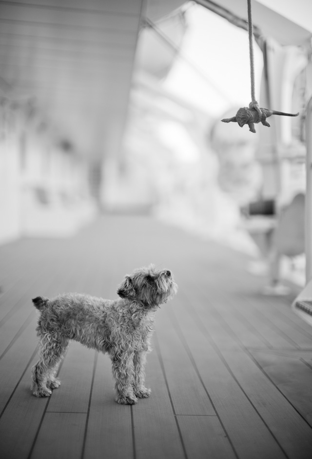 The captains dog in training to deal with dangers of all kinds. Leica M Type 240 with Leica 50mm Noctilux-M ASPH f/0.95.