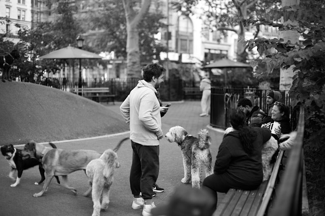 Morning in the dog park. Leica SL3 with Leica 50mm Noctilux-M ASPH f/0.95. © Thorsten Overgaard.
