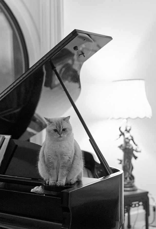 Our cat Cosmo likes to have a view from high up. Leica SL3 with Leica 50mm Summicron-SL ASPH f/2.0. © Thorsten Overgaard.