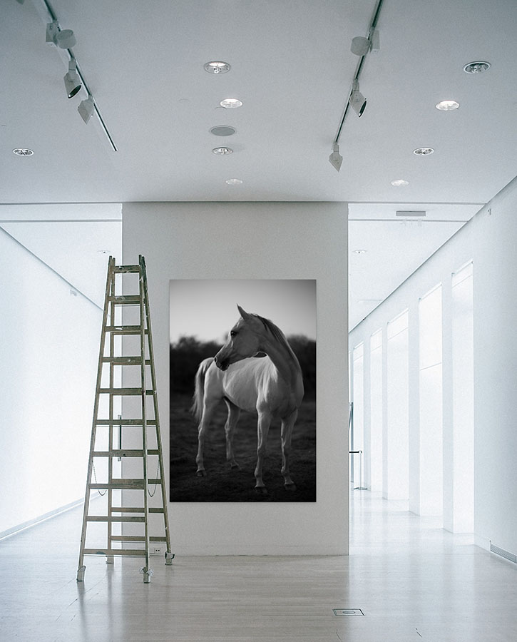 "White Horse" 48 x 72 inch aluboard print. 
