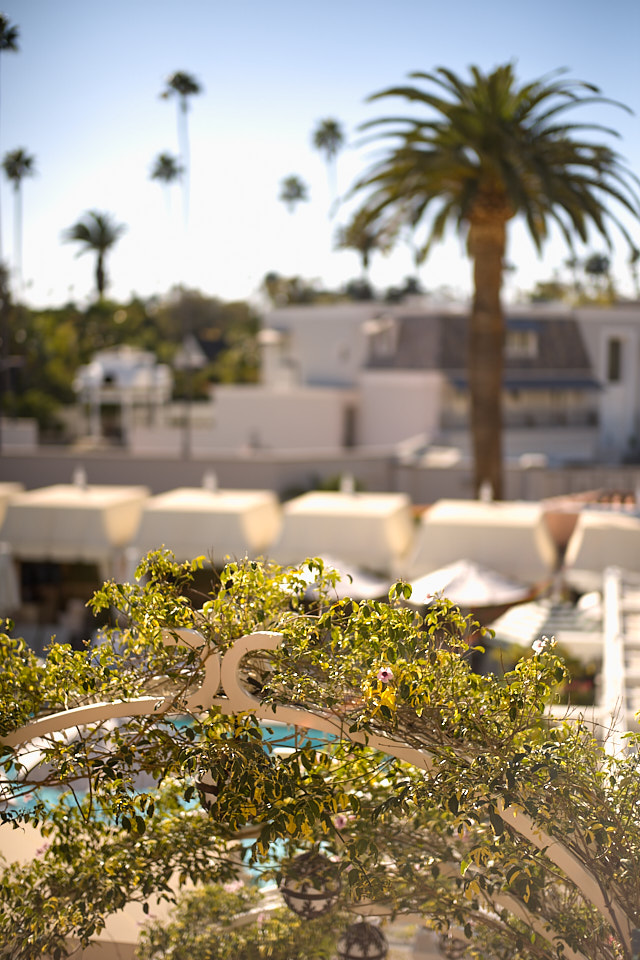The Poolside of Beverly Hills Hotel. Leica M10-P with Leica 50mm Summilux-M ASPH f/1.4 BC. © Thorsten Overgaard.