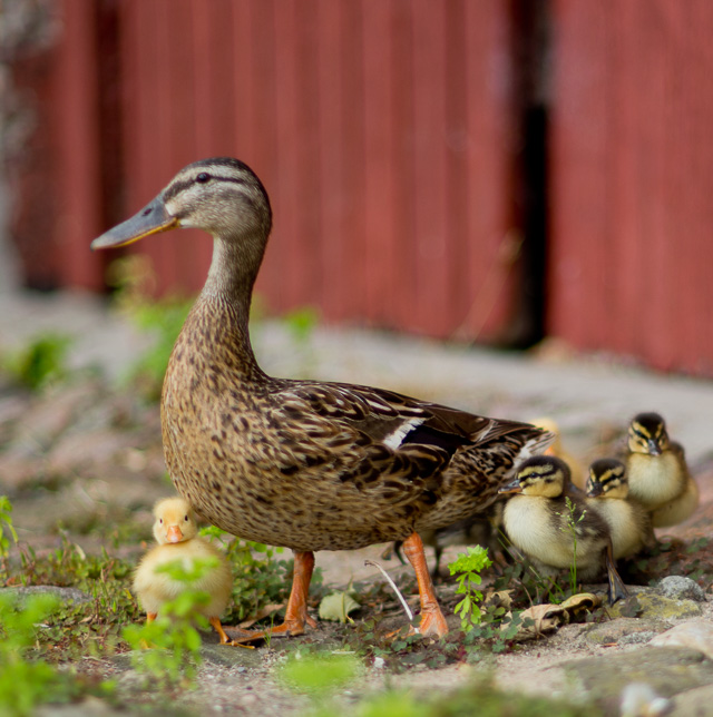 A duck family at my house in Denmark.. Leica M 240 with Leica 75mm Summilux-M f/1.4. 