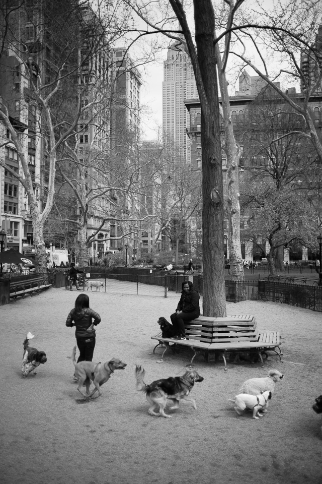 The dog park in Madison Square Park. Leica M240 with Leica 35mm Summilux-M ASPHERICAL F/1.4 AA. © Thorsten Overgaard. 