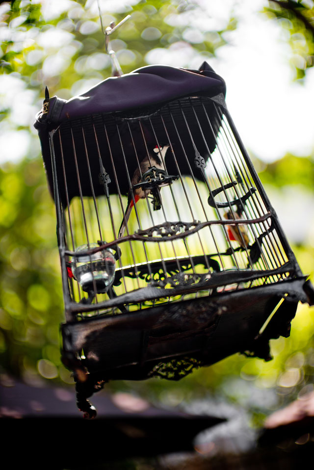 Bird in a cage. Bangkok, December 2015. Leica M 240 with Leica 50mm Noctilux-M ASPH f/0.95, 200 ISO, 1/250 sec. with 3-stop ND filter. © Thorsten Overgaard. 