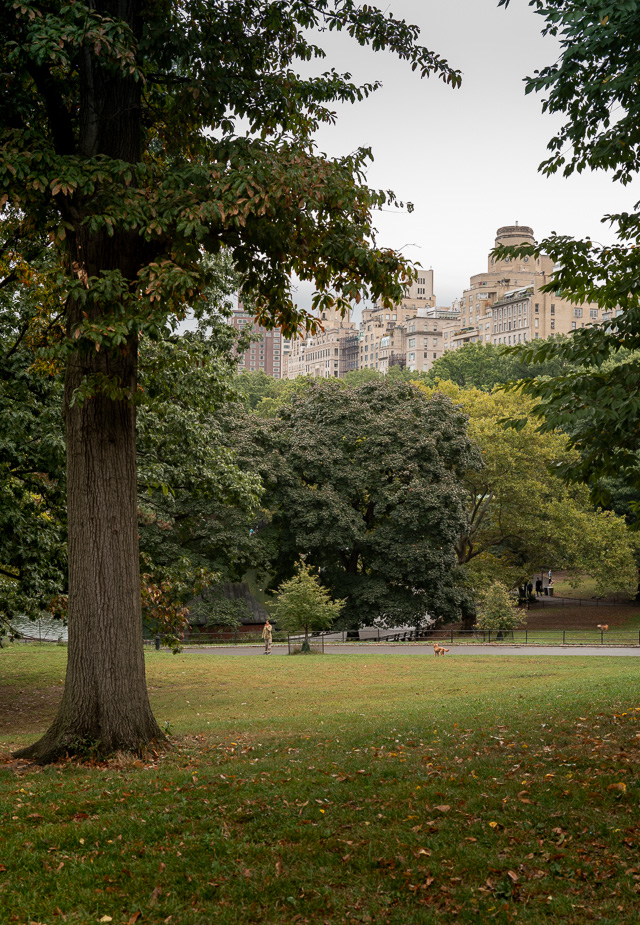 A view over Central Park. Leica Q3 43. © Thorsten Overgaad. 