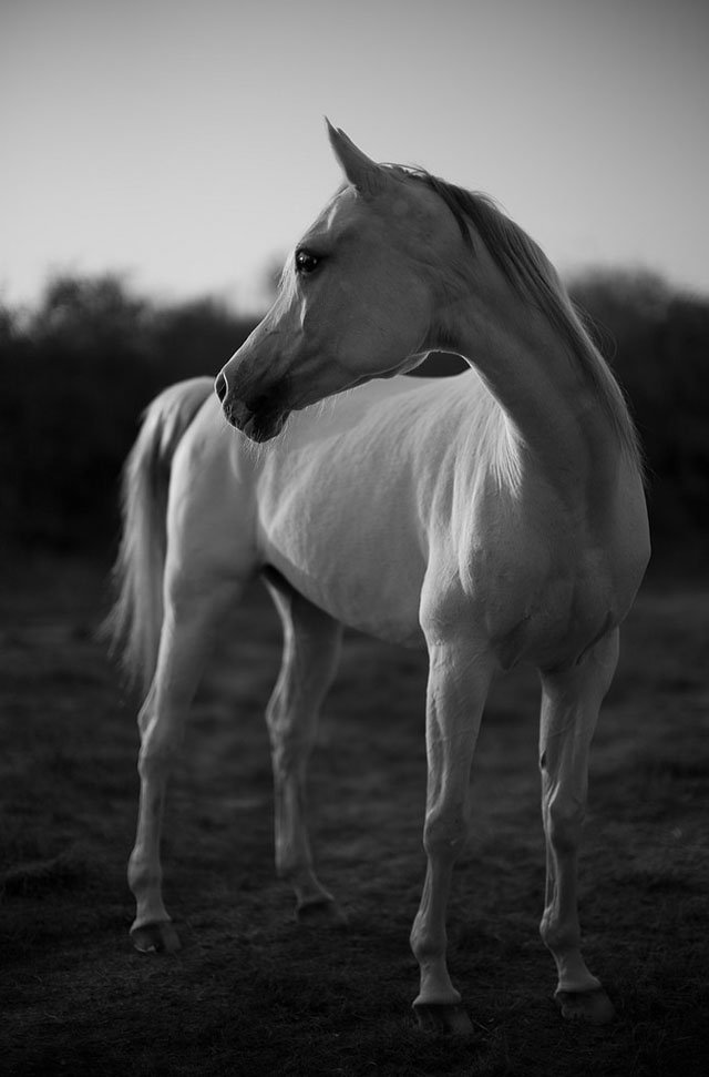 White Horse in the soft light from the sunset in Qatar. Leica M Monochrom with Leica 50mm Noctilux-M ASPH f/0.95. © Thorsten Overgaard. 